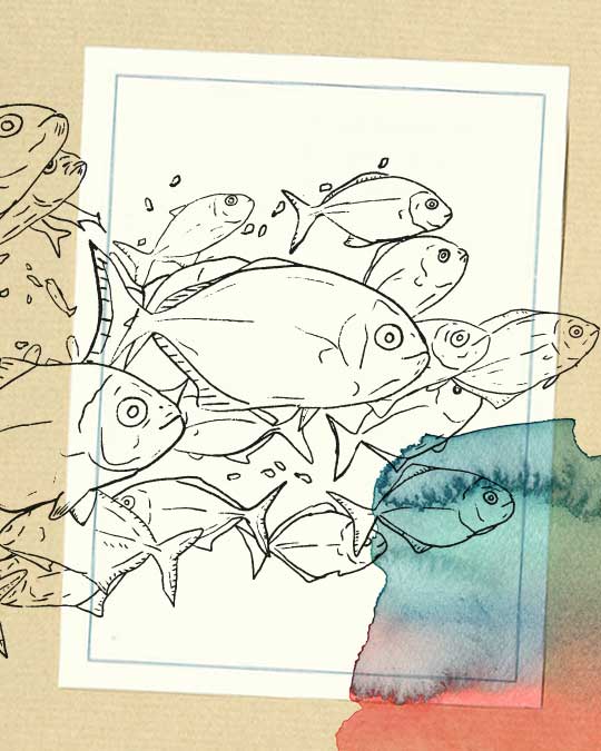 dessin de poissons fécamp graphiste
